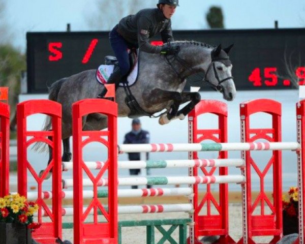 jumper Colorado du Brio Vent Z (Zangersheide riding horse, 2008, from Calvados)