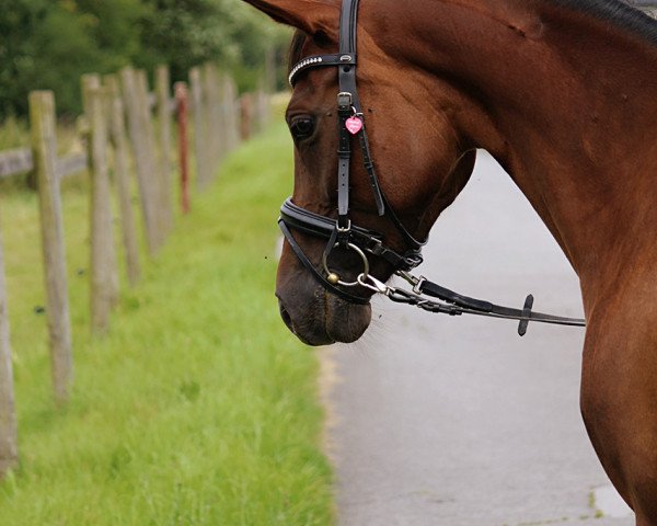 Zuchtstute Chelsey Maru (Deutsches Reitpony, 2010, von Top Champy)