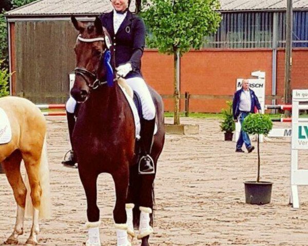 dressage horse Farma 6 (Hanoverian, 2011)