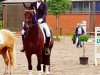 dressage horse Farma 6 (Hanoverian, 2011)