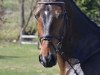 dressage horse Fredericia Hp (Hanoverian, 2009, from Fabriano)