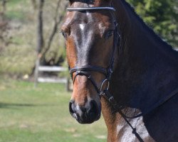 dressage horse Fredericia Hp (Hanoverian, 2009, from Fabriano)