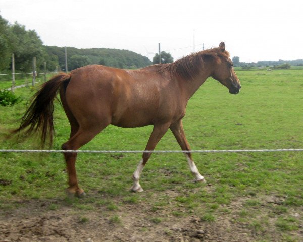 dressage horse Togo (German Riding Pony, 2009, from Top Dubidu)
