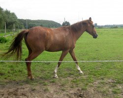 dressage horse Togo (German Riding Pony, 2009, from Top Dubidu)