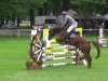 jumper Quintenio (German Sport Horse, 2012, from Quintus Gold)