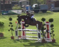 jumper Limited Oak (German Sport Horse, 2011, from Levistano)