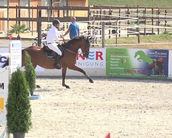 Pferdesporttage Galgenen 2018