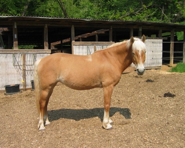 Zuchtstute Beatrix (Edelbluthaflinger, 1996, von Nymphensohn (25% ox))