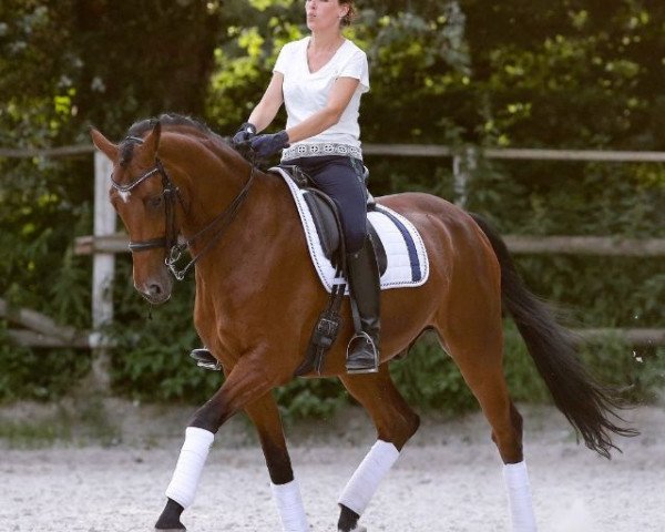 dressage horse Quinn-Quarz (Oldenburg, 2008, from Quaterback)