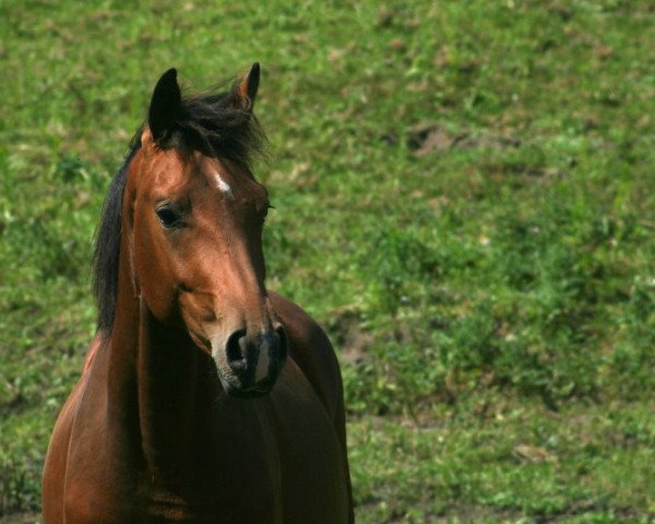 dressage horse Dreamboy 62 (Oldenburg, 2015, from Dynamo 20)