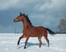 jumper Chaccomio (Oldenburg show jumper, 2007, from Chacco-Blue)