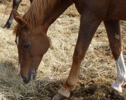 broodmare Donna (Hanoverian, 2002, from Don Larino 171 FIN)