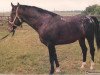 stallion Rokset (Polish Warmblood, 1990, from Pentagon)