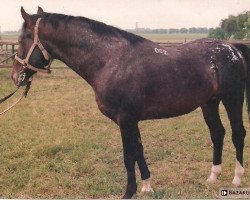 stallion Rokset (Polish Warmblood, 1990, from Pentagon)