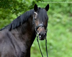 jumper Vonandi 2 (German Riding Pony, 2013, from Vincent)