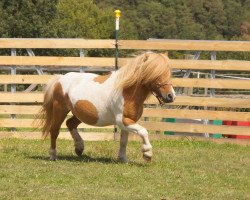 stallion Schalenburgs Tabaluga (Shetland pony (under 87 cm), 2004, from Schalenburgs Twister)