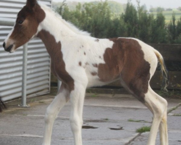 broodmare Paula S (Lewitzer, 2014, from Percy)
