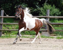 stallion Romeo (Lewitzer, 2006, from Rondo)