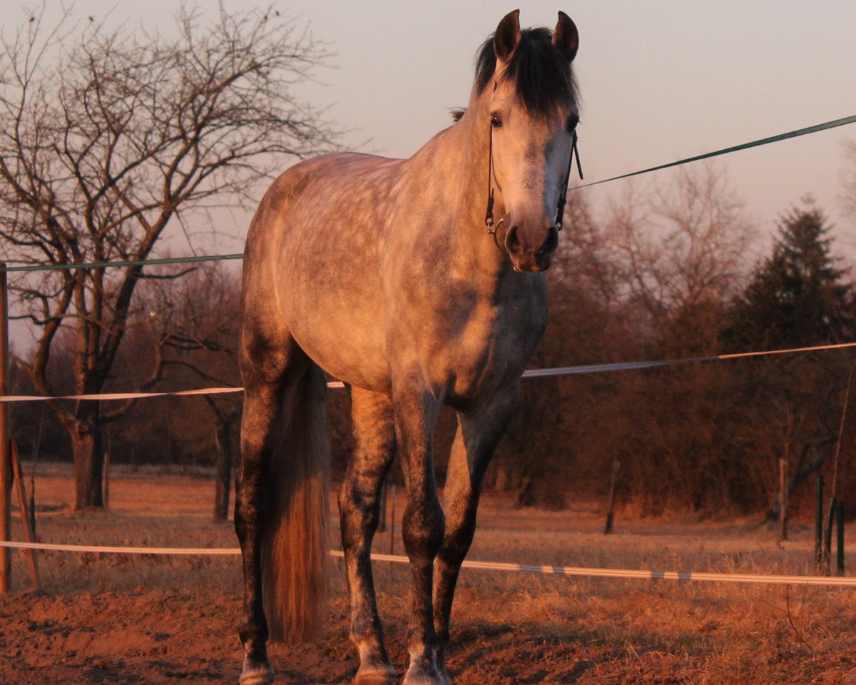 dressage horse Norbert Negrete (unknown,  )
