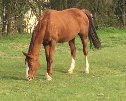 broodmare Lacita (Hanoverian, 2001, from Laptop)