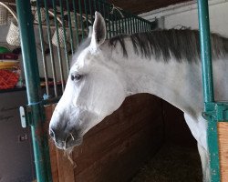 jumper Angelottie (KWPN (Royal Dutch Sporthorse), 2004, from Padinus)