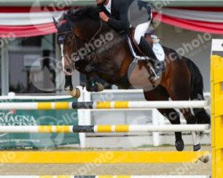 Springpferd J'Adore Pkz (Belgisches Warmblut, 2009, von Calvaro Z)