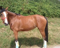 jumper Canja WP (Zangersheide riding horse, 2010, from Canto)