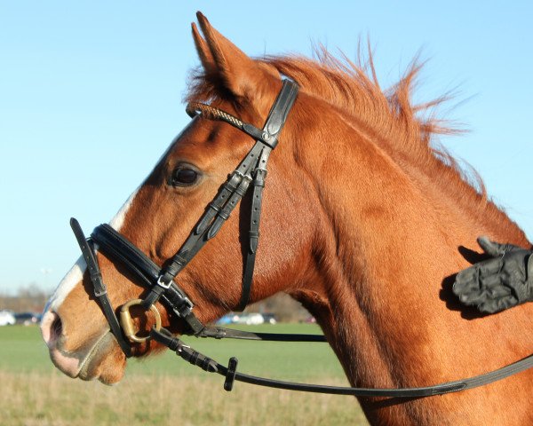 horse Hilkens Bandit B.Have (German Riding Pony, 2008, from Hilkens Black Delight)