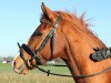 horse Hilkens Bandit B.Have (German Riding Pony, 2008, from Hilkens Black Delight)