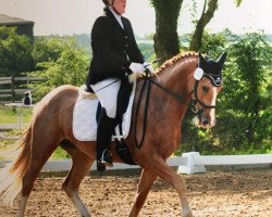 dressage horse Midnight Affair (Noble Warmblood, 2011, from Sweet Affair)