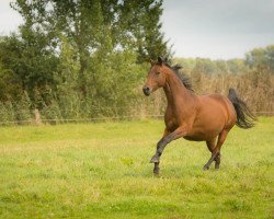 broodmare Quinett (German Sport Horse, 2008, from Quaterback)