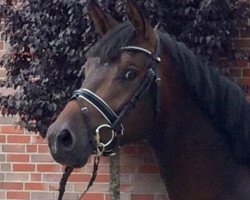 dressage horse Didgeridoo (Trakehner, 2015, from Impetus)