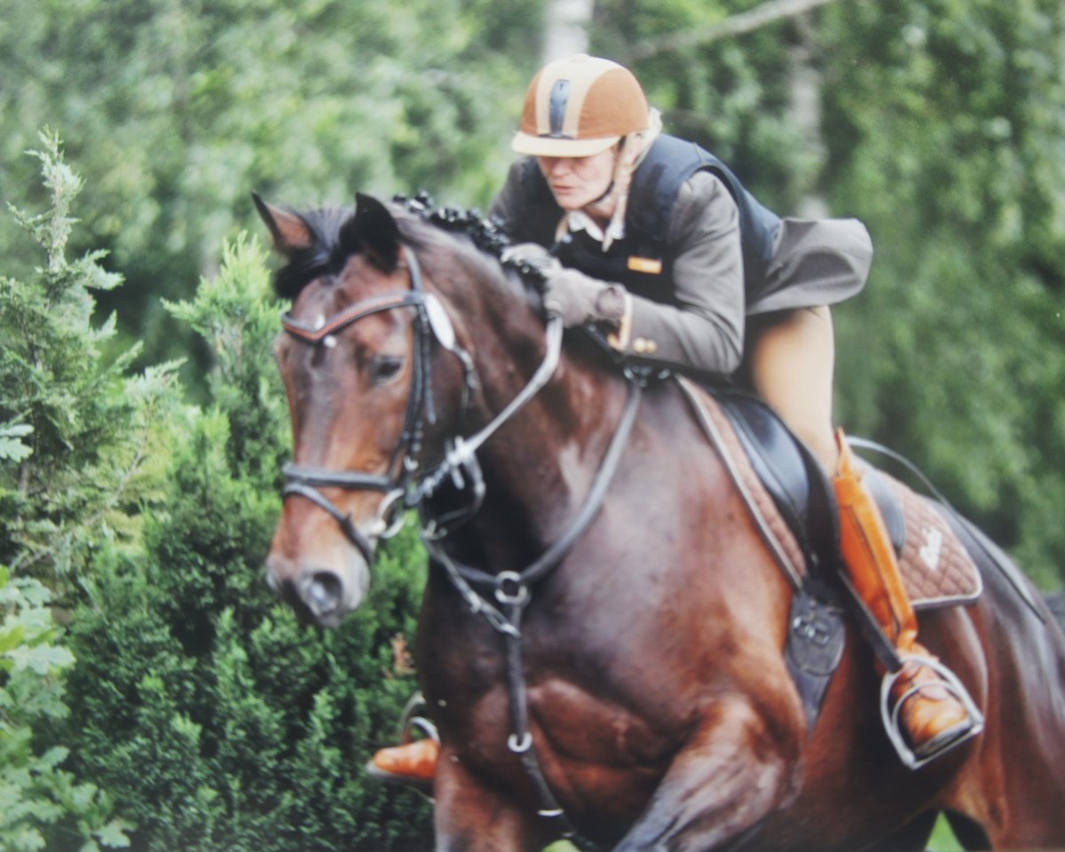 jumper Roxanna 30 (Westphalian, 2006, from Riccio)