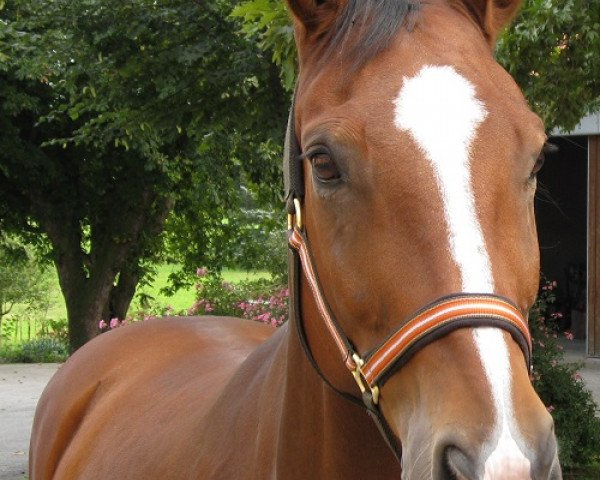 horse Pepino 163 (Hanoverian, 1997, from Pik Solo)