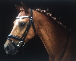 dressage horse Tigo 2 (unknown, 2000, from Vita Nova's Celesto)