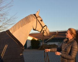 Springpferd Caruso (Deutsches Reitpferd, 2007, von Calico 8)