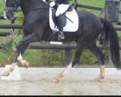 dressage horse Dschangirai (Hanoverian, 2012, from Don Index)