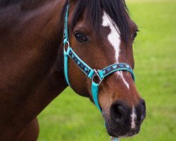 dressage horse Napoleon 348 (German Riding Pony, 1997, from Nadler I)