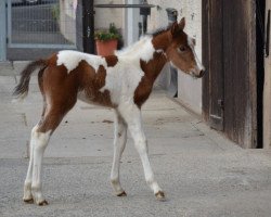 dressage horse Gäa S (Lewitzer, 2016, from Percy)