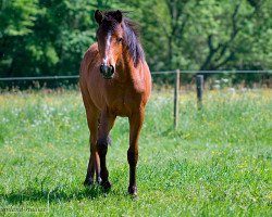 broodmare Santana S (Lewitzer, 2011, from Pandur)