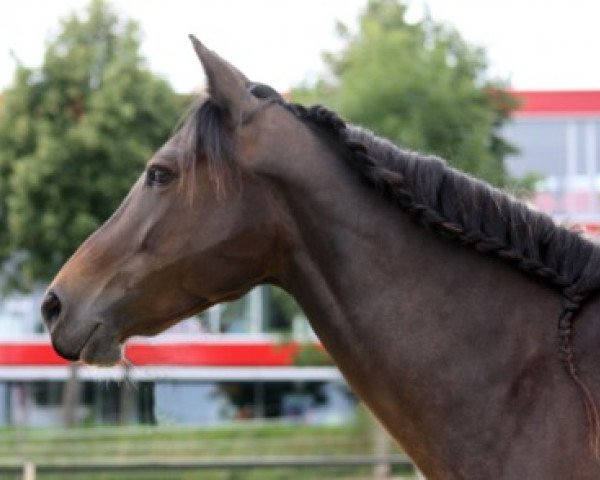 broodmare Surprise S (German Riding Pony, 2001, from Salto)