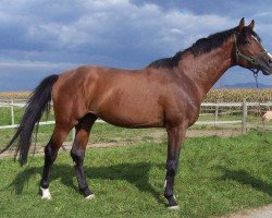 stallion Bel Ami (Trakehner, 2001, from Scharahnanduc)