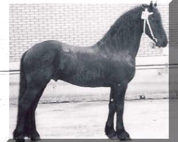 stallion Sierk 326 (Friese, 1989, from Ygram 240)