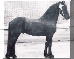 stallion Sierk 326 (Friese, 1989, from Ygram 240)