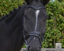 dressage horse Pontiflo (Westphalian, 2008, from Pontifex)