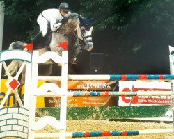 jumper Shades of Grey 7 (Belgian Warmblood, 2010, from Der Senaat 111)