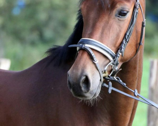 dressage horse Peabody (Oldenburg, 2010, from Prinzenadel)