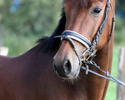 dressage horse Peabody (Oldenburg, 2010, from Prinzenadel)