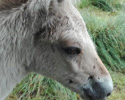 broodmare Malaika vom goldenen Adler (Fjord Horse, 2017, from Gandalf)