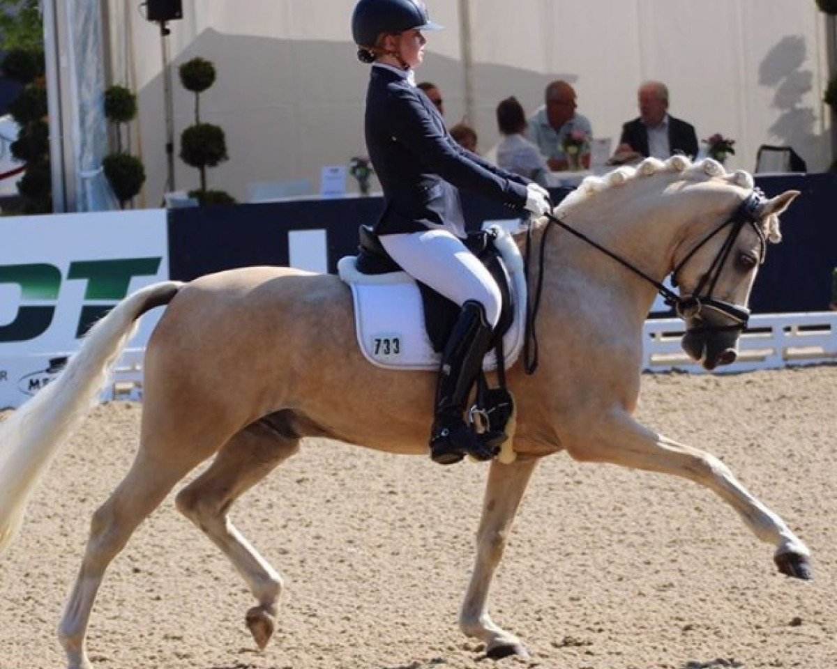 dressage horse Golden Touch WE (German Riding Pony, 2008, from HET Golden Dream)